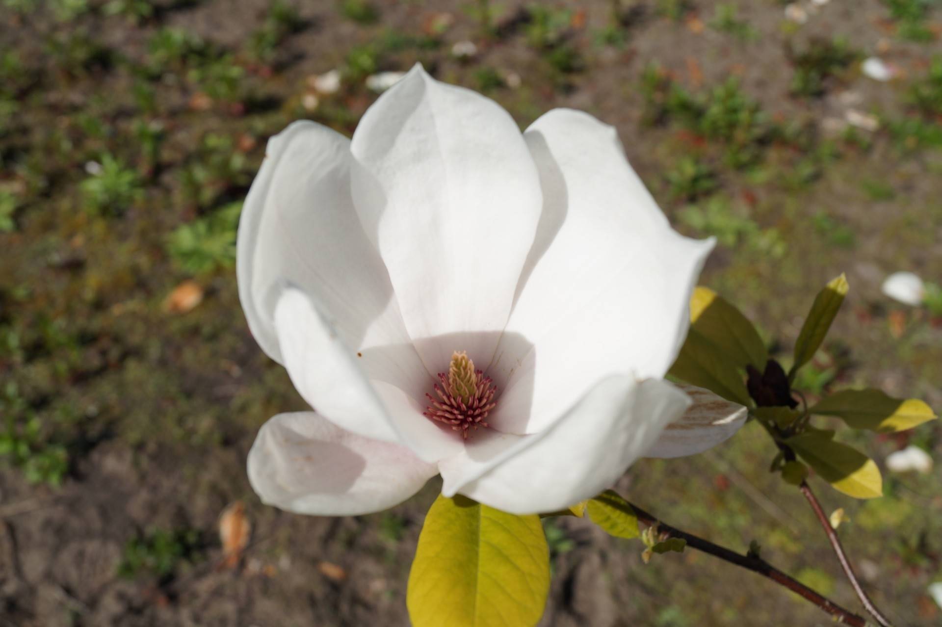 Magnolia soulangeana_02